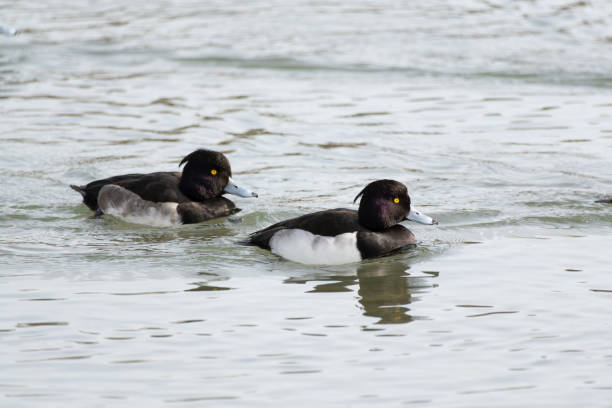 istock Tufted duck or tufted pochard swimming in the river 2202417948