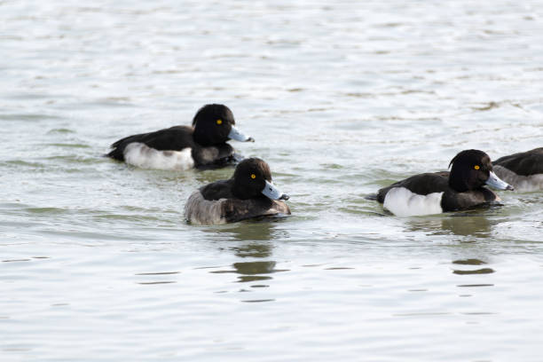 istock Tufted duck or tufted pochard swimming in the river 2202417950