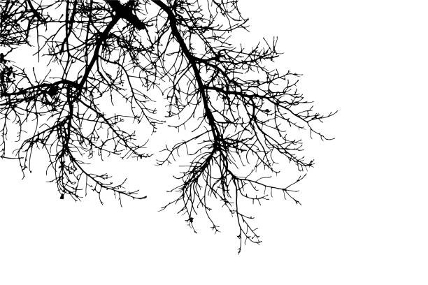 istock Vector illustration of natural old oak tree branch on white background 2202419734