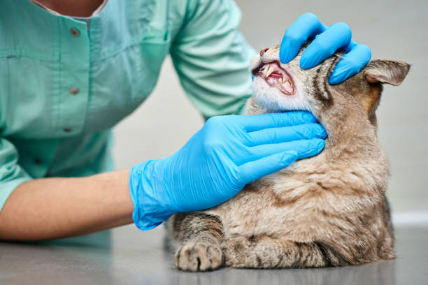 istock Examining cat's teeth at veterinarian visit 2202421930