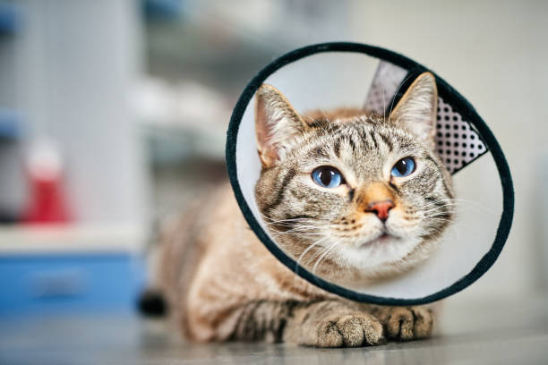 Domestic cat in plastic protective collar at the vet clinic laying on the steel table, recovering after injury, healthcare concept, domestic animals treatment