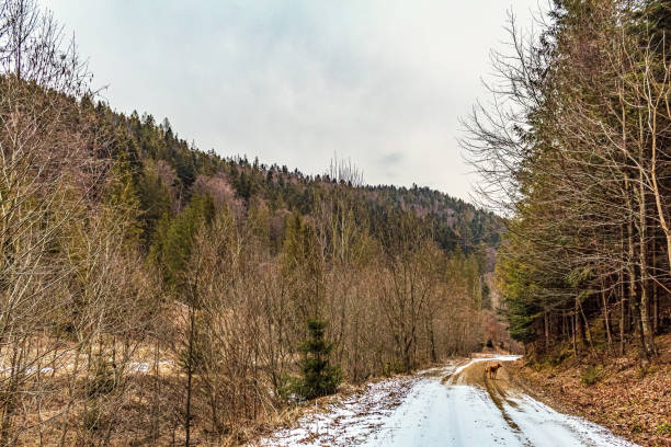 Beautiful winter landscape in the morning light. Transilvania, Romania