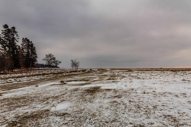 Landscapes - Forest - Europe, Romania, Suceava region