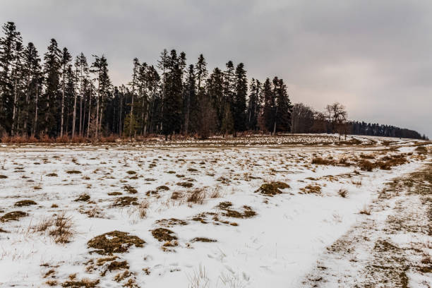 Landscapes - Forest - Europe, Romania, Suceava region