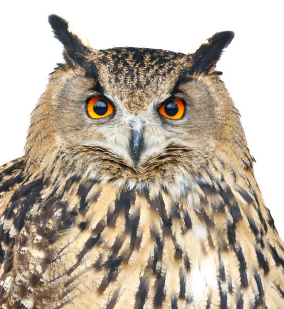 istock A large owl with a yellow eye stares at the camera 2202426603