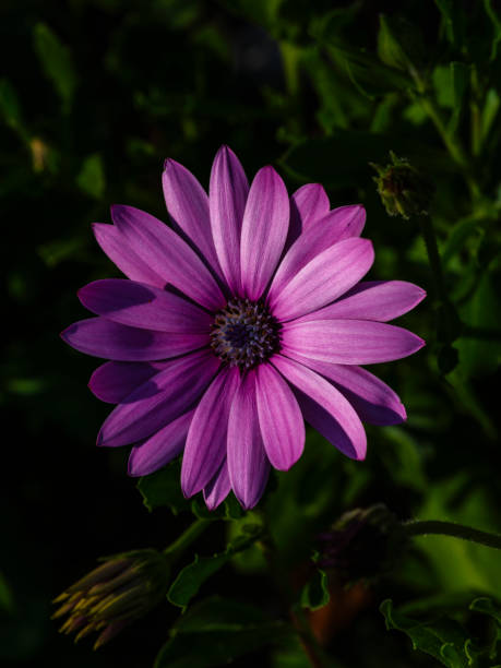 istock beautiful flower in the nature 2202426847