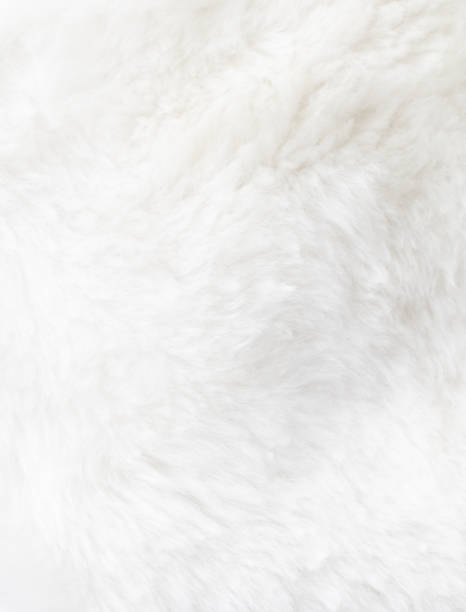 istock A close up of a white fur texture 2202426896