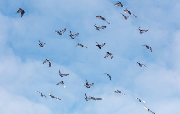 istock A flock of pigeons flying in the sky 2202427074