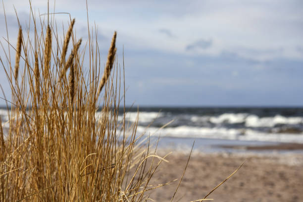 istock . beach with tall grass, sand and sea in the 2202427708