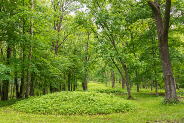 istock Burial Mounds at Effigy Mounds National Monument 2202430551
