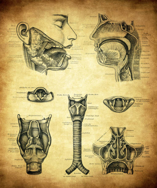Oral cavity, nasal cavity and larynx