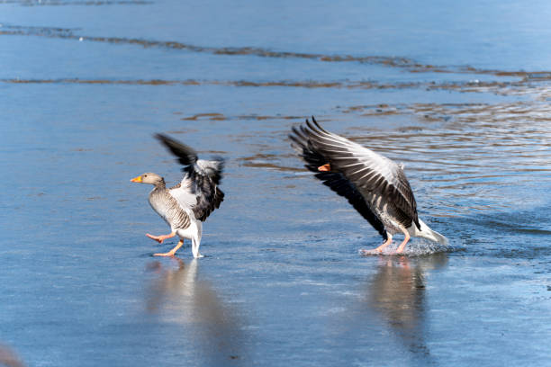 Greylag geese in a nature reserve. Close up of a pair on a riverbank. This is at Woodwalton Fen Cambridgeshire.