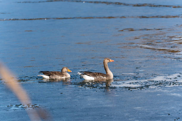 Geese swim in a partially frozen pond. Geese on a frozen pond.