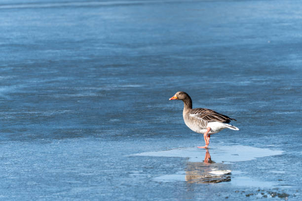 istock A goose stands on a frozen lake. 2202431541