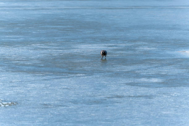 A raven stands on ice in the water. A raven is alone in the middle of a frozen lake.