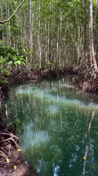 istock Mangrove forest, Raja Ampat archipelago, Indonesia, ecotourism concept 2202434359