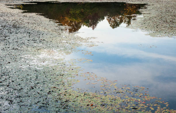 istock The Wetlands at Mammoth Cave National Park 2202435904