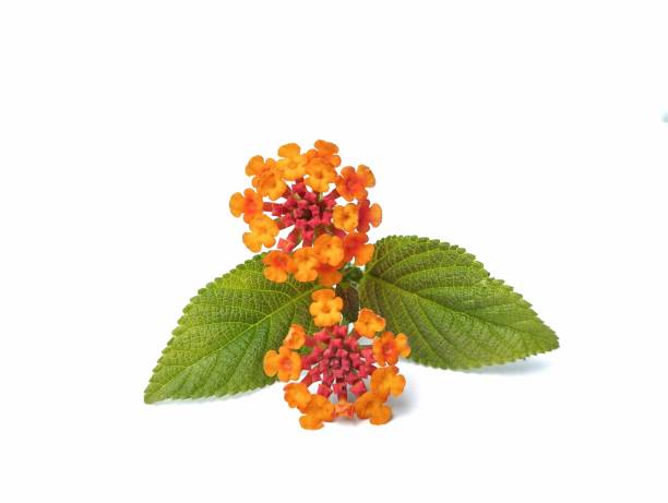 istock Lantana camara flower isolated on white background 2202436174