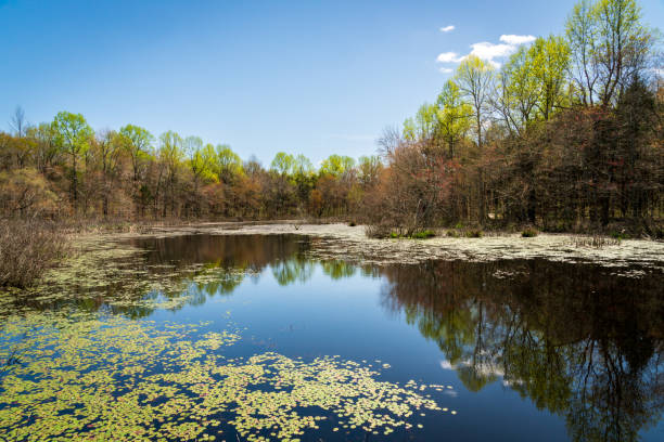 istock Upland Swamp at at Mammoth Cave National Park 2202436682
