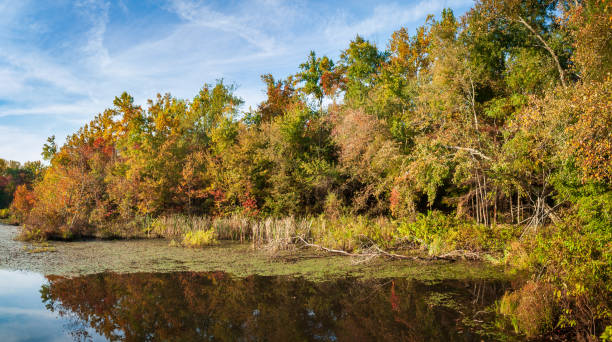 istock The Wetlands at Mammoth Cave National Park 2202436819