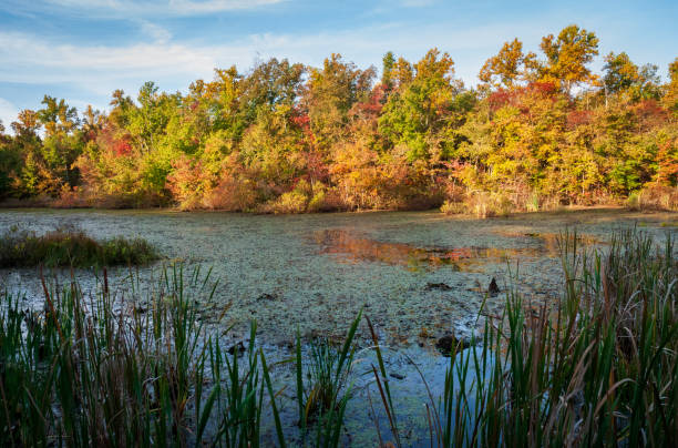 istock The Wetlands at Mammoth Cave National Park 2202437068