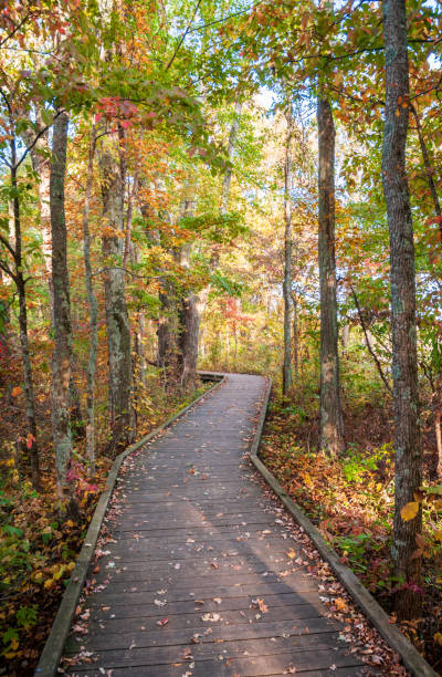 istock Boardwalk at Mammoth Cave National Park in Kentucky 2202437958