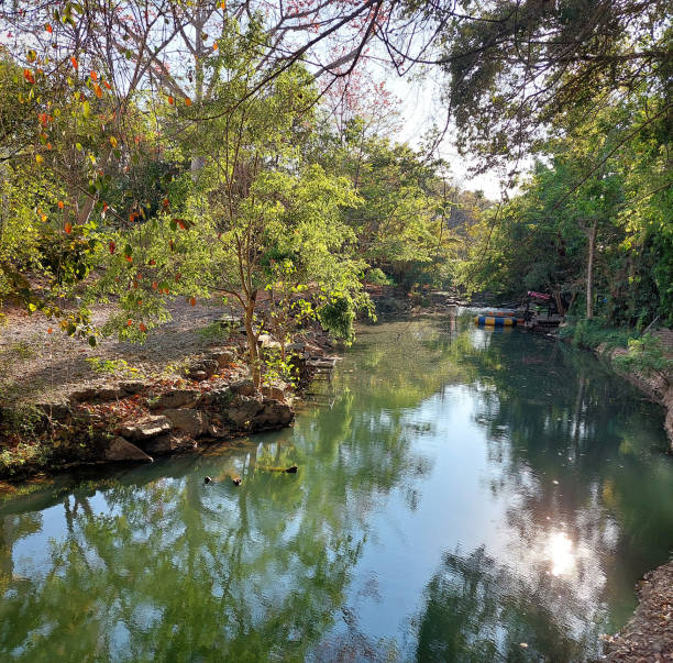 A beautiful clear stream surrounded by diverse plants