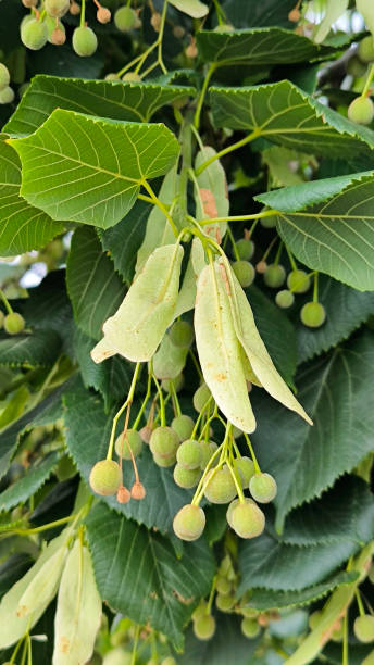 istock branches of linden, lime tree with seed balls close up 2202439428