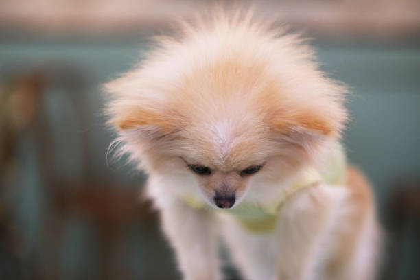 Top of Pomeranian dog head