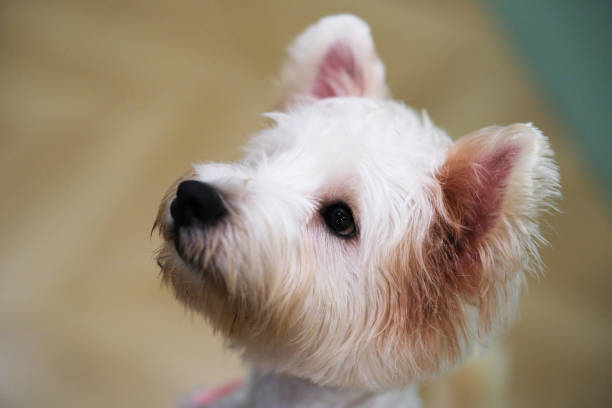 istock West Highland White Terrier dog pet head side view close up 2202444787