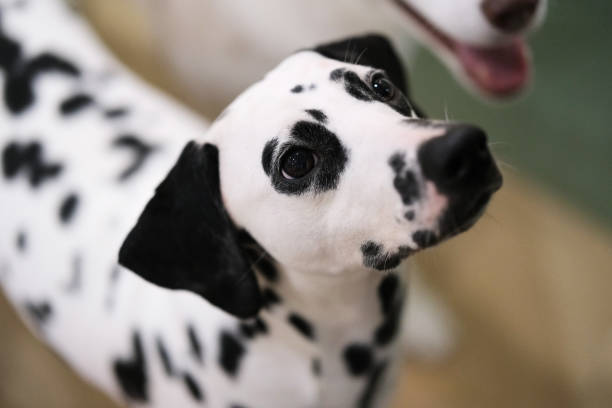 istock Dalmatian dog head looking up 2202444842
