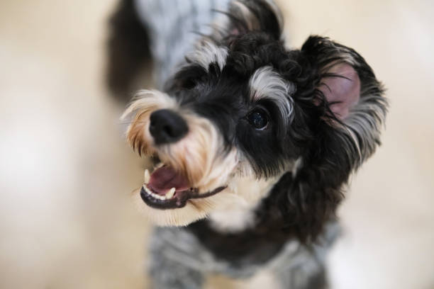 istock Schnauzer dog pet close up 2202444860