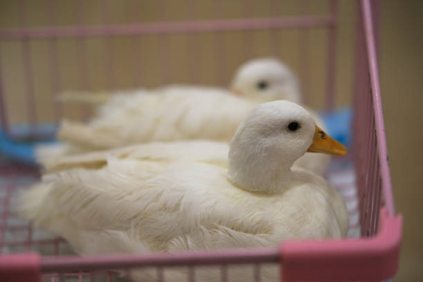 Call duck pet animal indoor