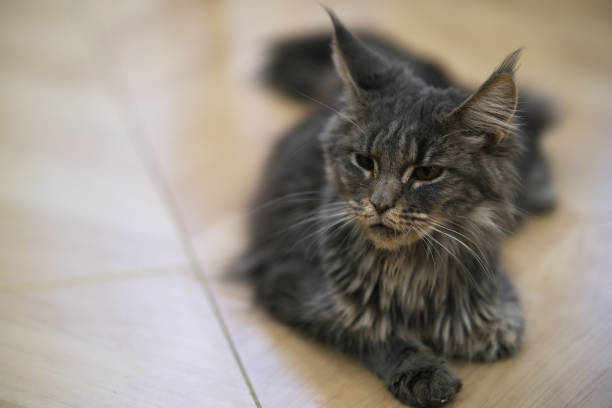 Maine Coon cat pet on floor