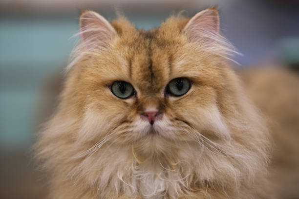 Portrait of a cream-colored Persian cat sitting on a rug in the living room. He is waiting to play with his purple ball. The sun is shining through the window.