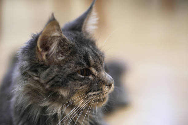 Maine Coon cat head side view close up