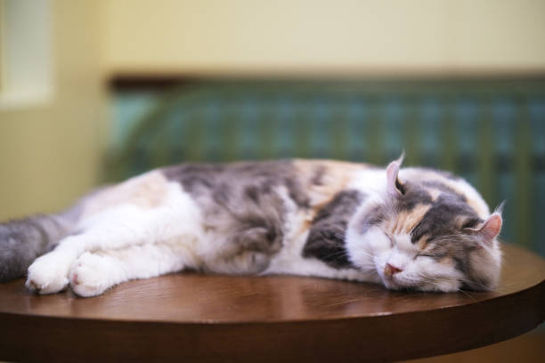 American Curl cat pet sleep on table