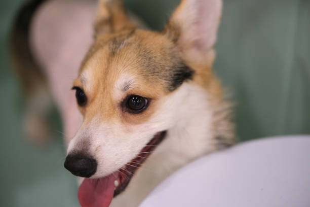 cute corgi dog pet head indoor close up
