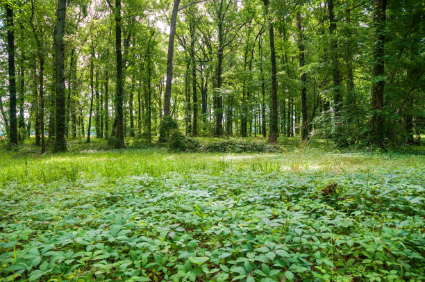 Poverty Point National Monument, the largest earthworks site found in Louisiana