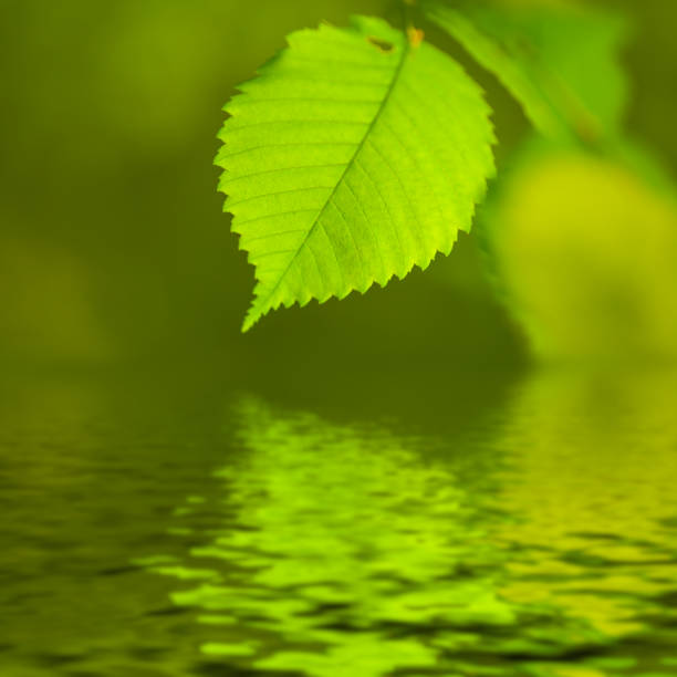 istock closeup green fresh tree leaf reflected in a water, beautiful natural outdoor background 2202448253