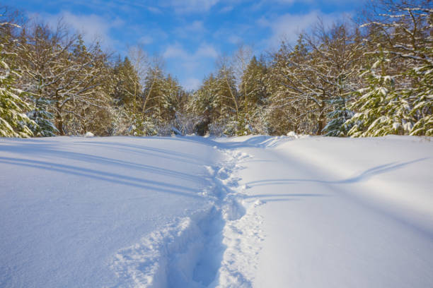 istock snowbound road through a winter forest at bgight day 2202448463