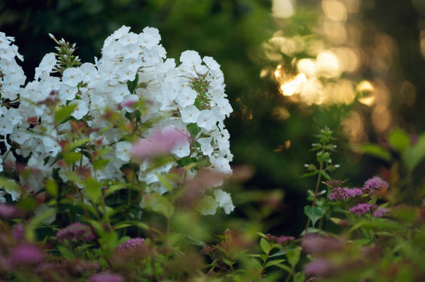 istock phlox paniculata blooming in summer cottage garden 2202451493