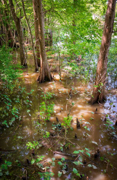 Lake Fausse Pointe State Park in Louisiana