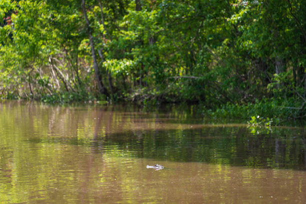 American alligator with pond vegetation on body.