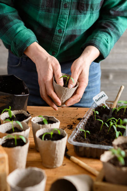 istock Hands of a farmer transplanting seedlings into peat cups 2202455038