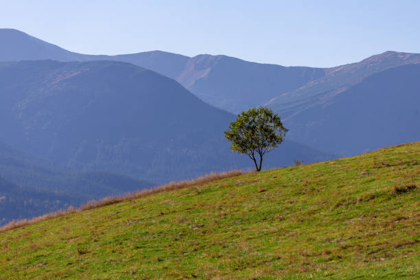 istock Stunning Isolated Tree on a Green Hill with Majestic Mountain Range in the Background, Surrounded by Serene Blue Sky, Capturing the Essence of Tranquility in Nature. 2202455343