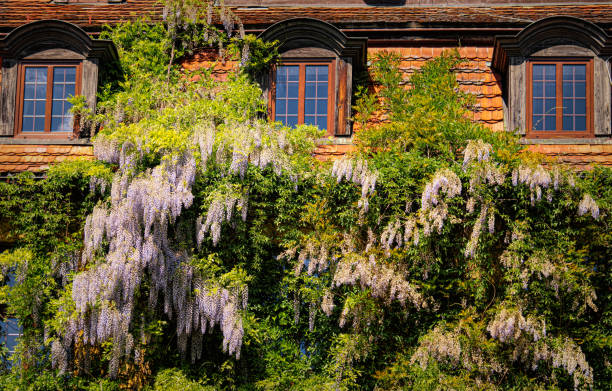 Facade of old house decorated with blooming creeper wisteria plant