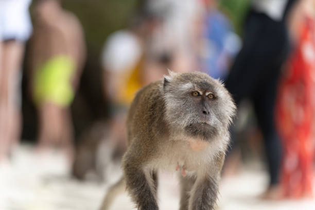 Title Javanese monkey on the monkey beach of Koh Phi Phi Island in Thailand is not afraid of tourists a tourist attraction