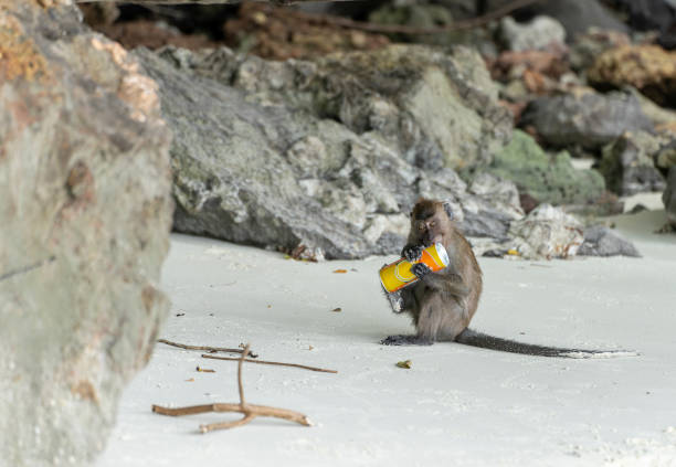 Title Javanese monkey on the monkey beach of Koh Phi Phi Island in Thailand is not afraid of tourists a tourist attraction