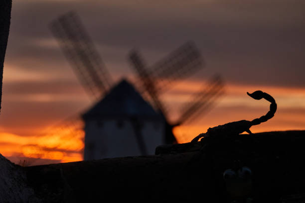 A scorpion at sunset with the windmills of Campo de Criptana in the background, creating a unique contrast between nature and the iconic landscape of Castilla-La Mancha, Spain